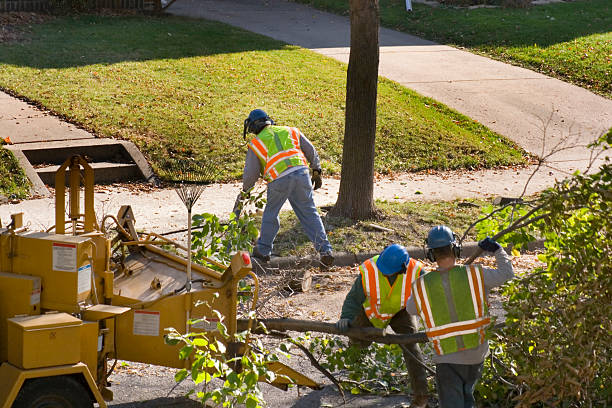 Trusted Decatur, IL Tree Care Services Experts